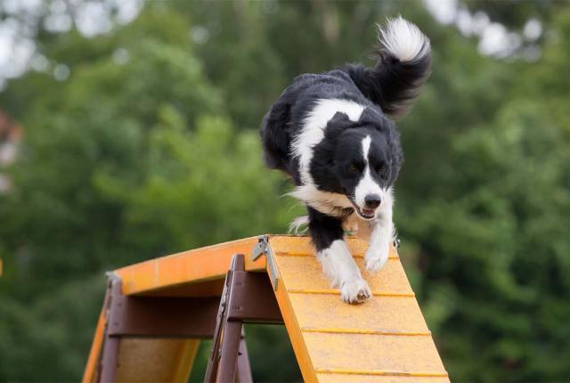 Koiraharrastukset - Agility